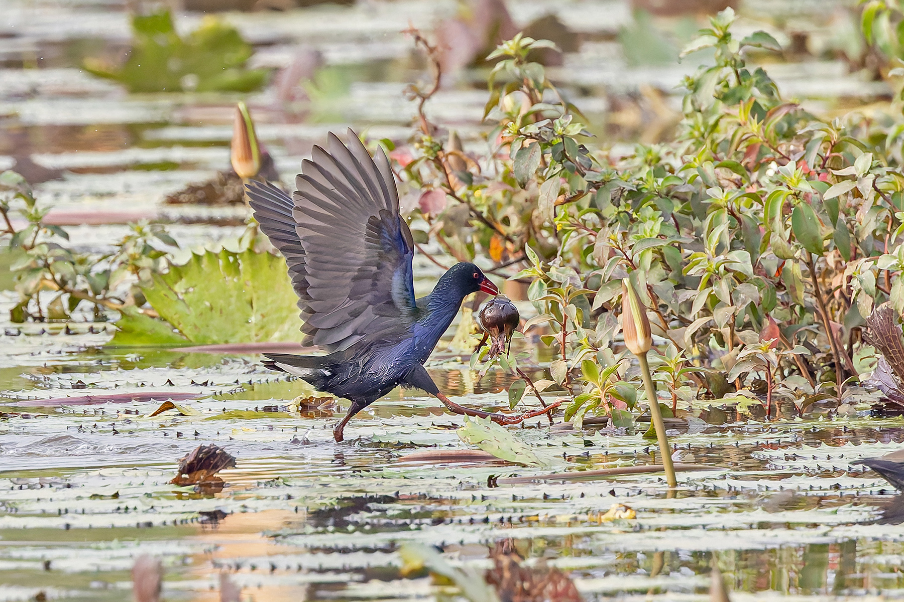 Allen's Gallinule (image by Pete Morris)