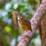 Alta Floresta Antpitta (image by Leo Garrigues)