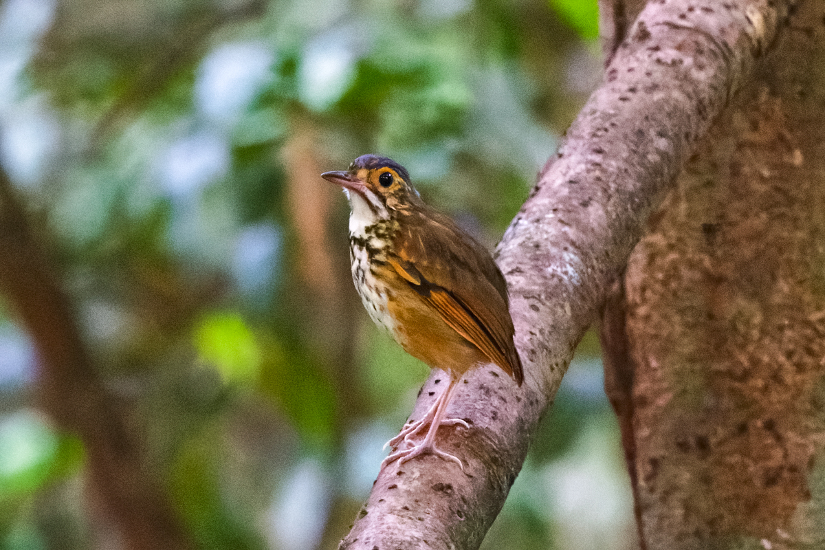 Alta Floresta Antpitta (image by Leo Garrigues)