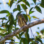 Amazonian Pygmy Owl (image by Leo Garrigues)