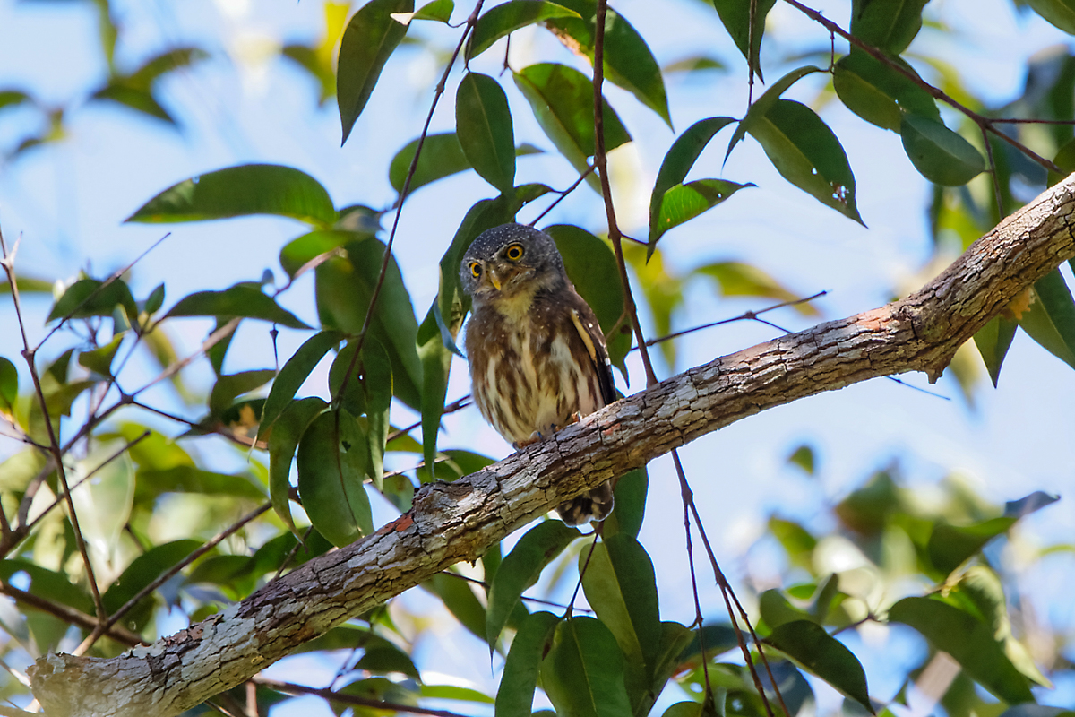 Amazonian Pygmy Owl (image by Leo Garrigues)