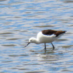 Andean Avocet (image by Mark Pearman)