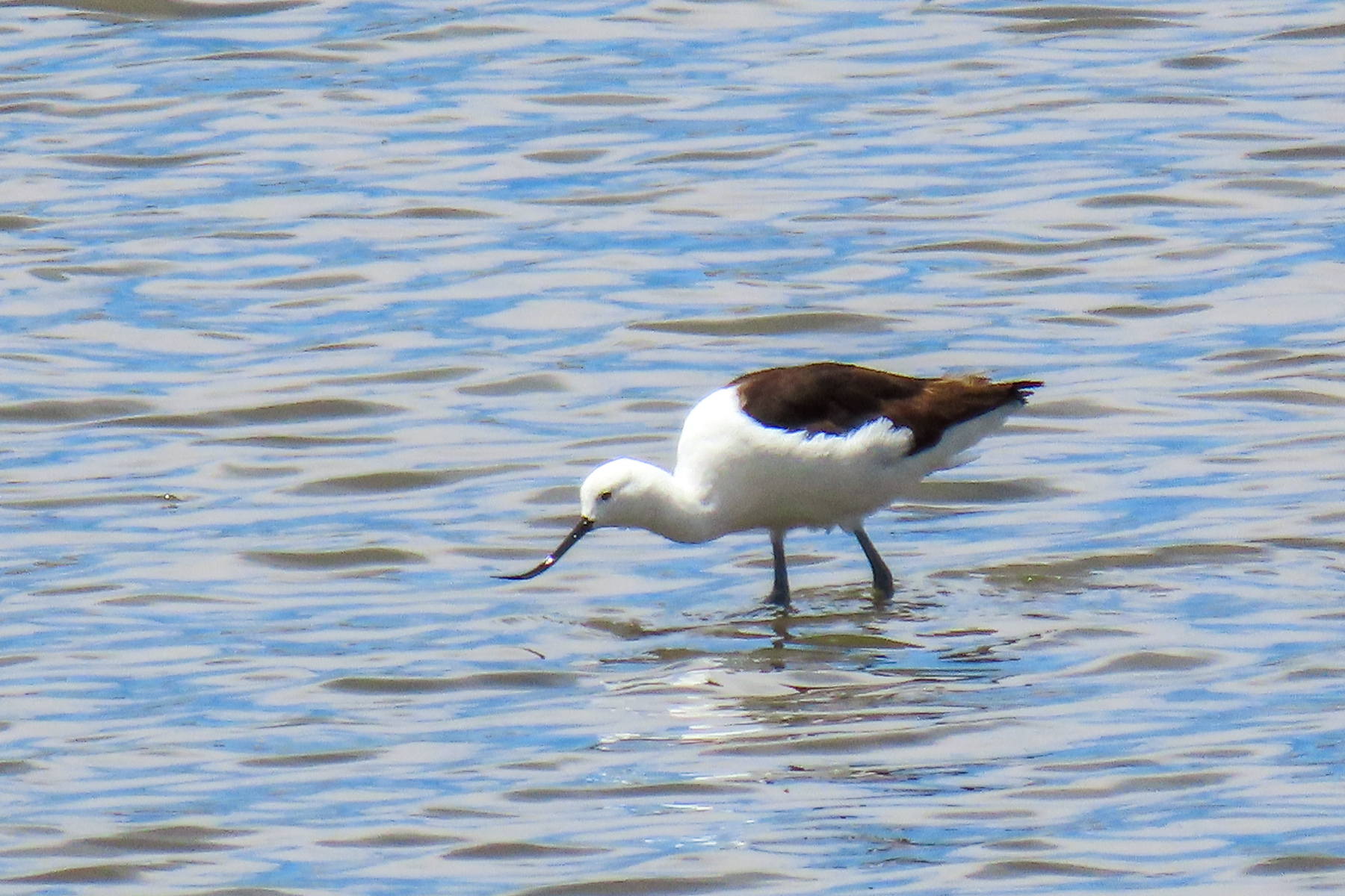Andean Avocet (image by Mark Pearman)
