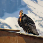Andean Condor (image by Mark Pearman)