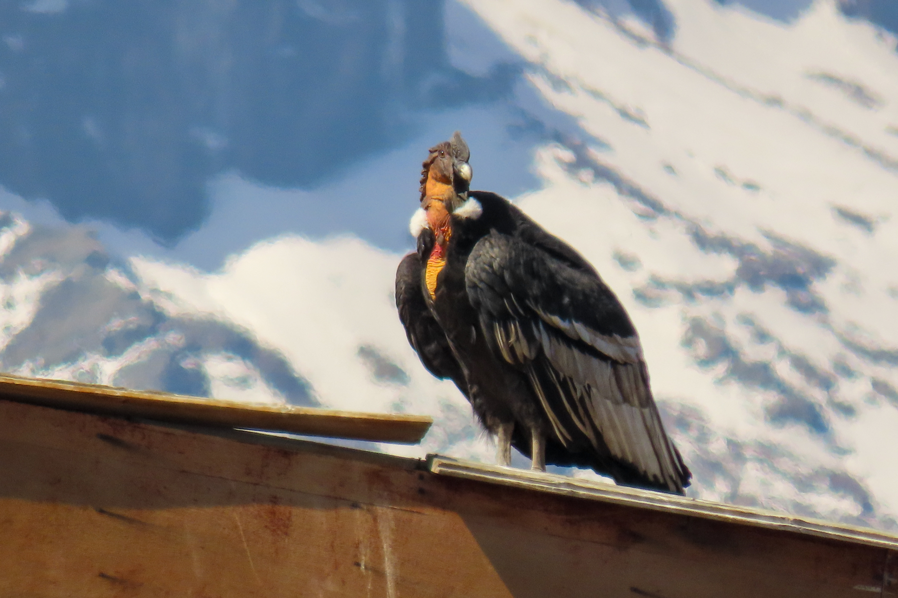 Andean Condor (image by Mark Pearman)