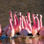 Andean Flamingos (image by Mark Pearman)