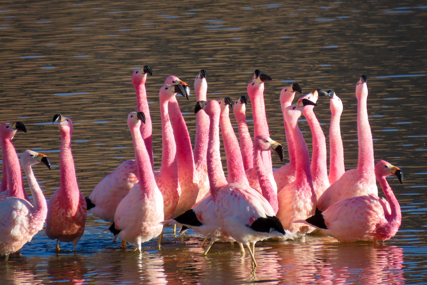 Andean Flamingos (image by Mark Pearman)