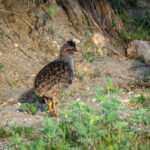 Andean Tinamou (image by Paul McLelland)