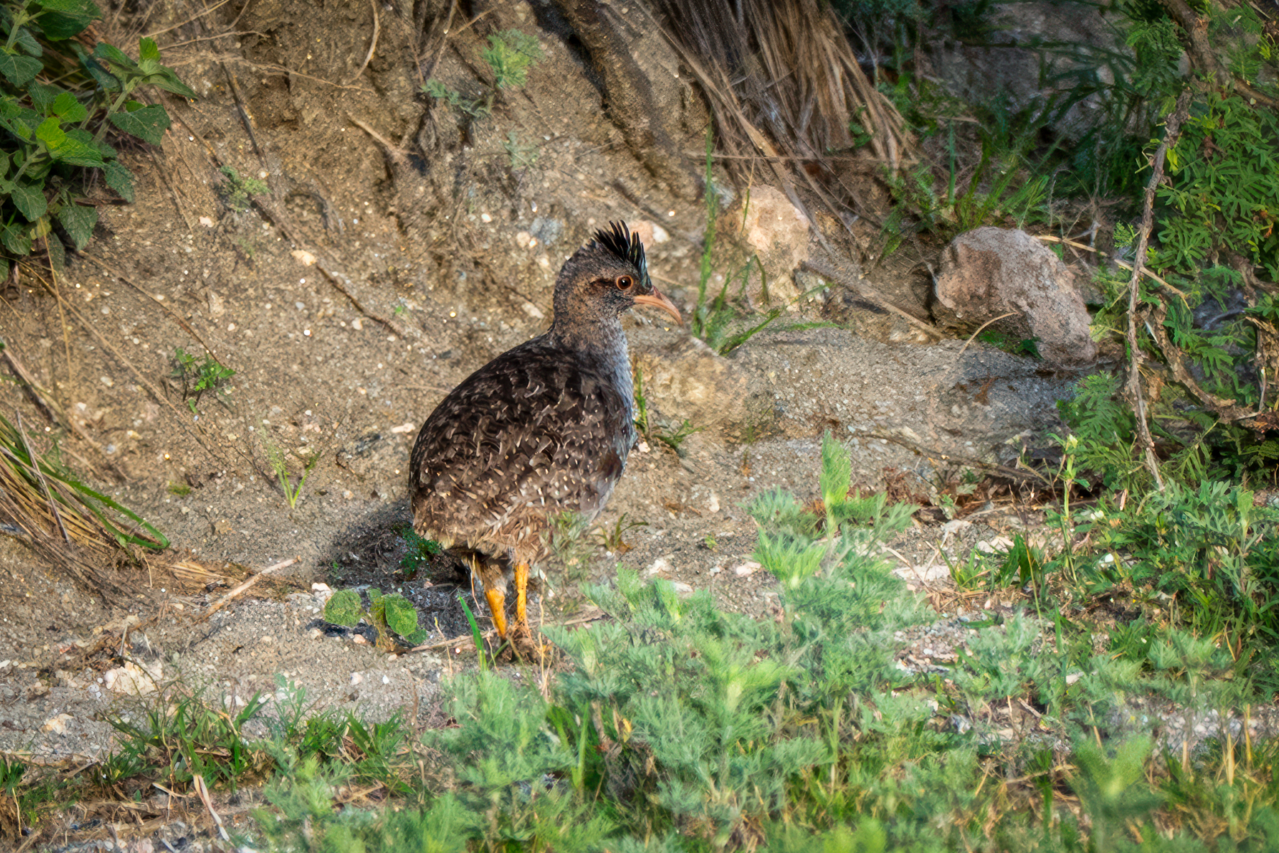 Andean Tinamou (image by Paul McLelland)