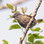 Ansorge's Greenbul (image by Pete Morris)