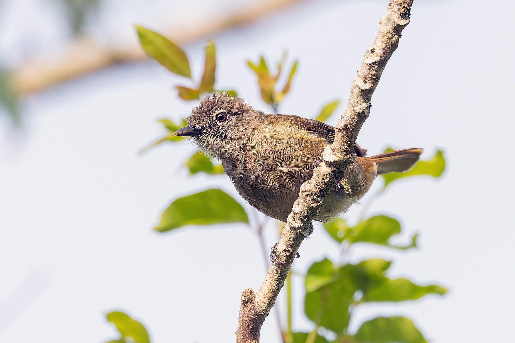Ansorge's Greenbul (image by Pete Morris)