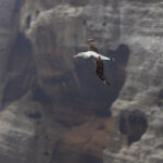 Antipodean Albatross (image by Nik Borrow)