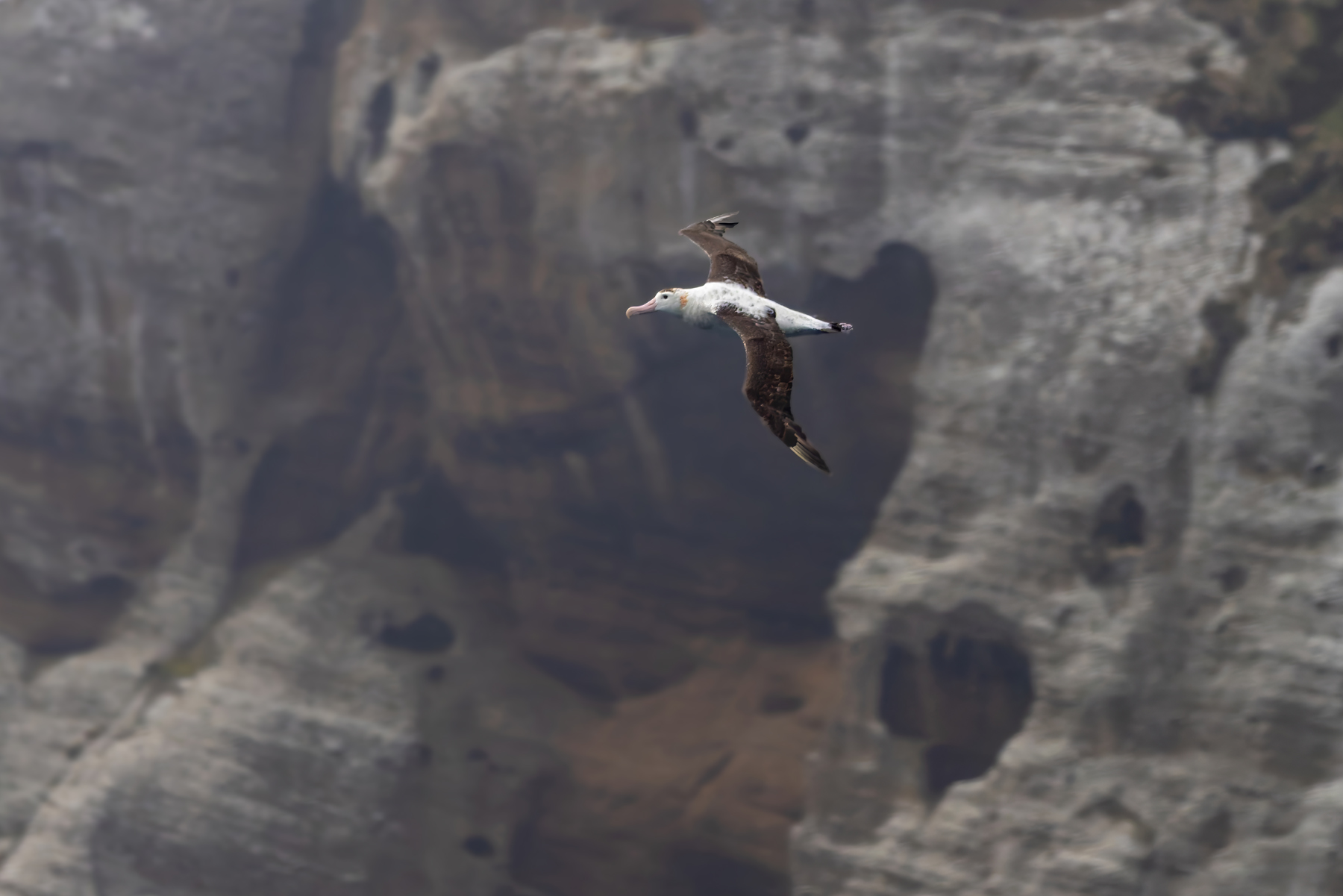 Antipodean Albatross (image by Nik Borrow)