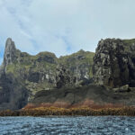 Antipodes Island (image by Nik Borrow)