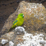Antipodes Parakeet (image by Nik Borrow)