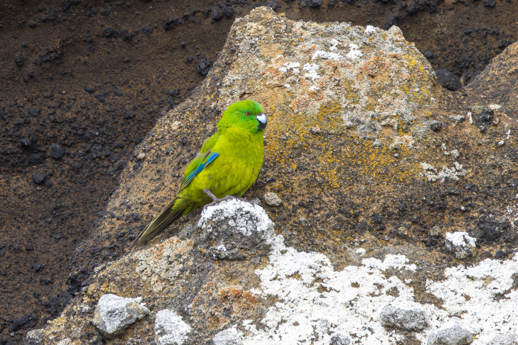 Antipodes Parakeet (image by Nik Borrow)
