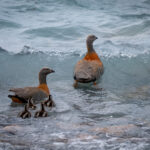 Ashy-headed Geese (image by Paul McLelland)
