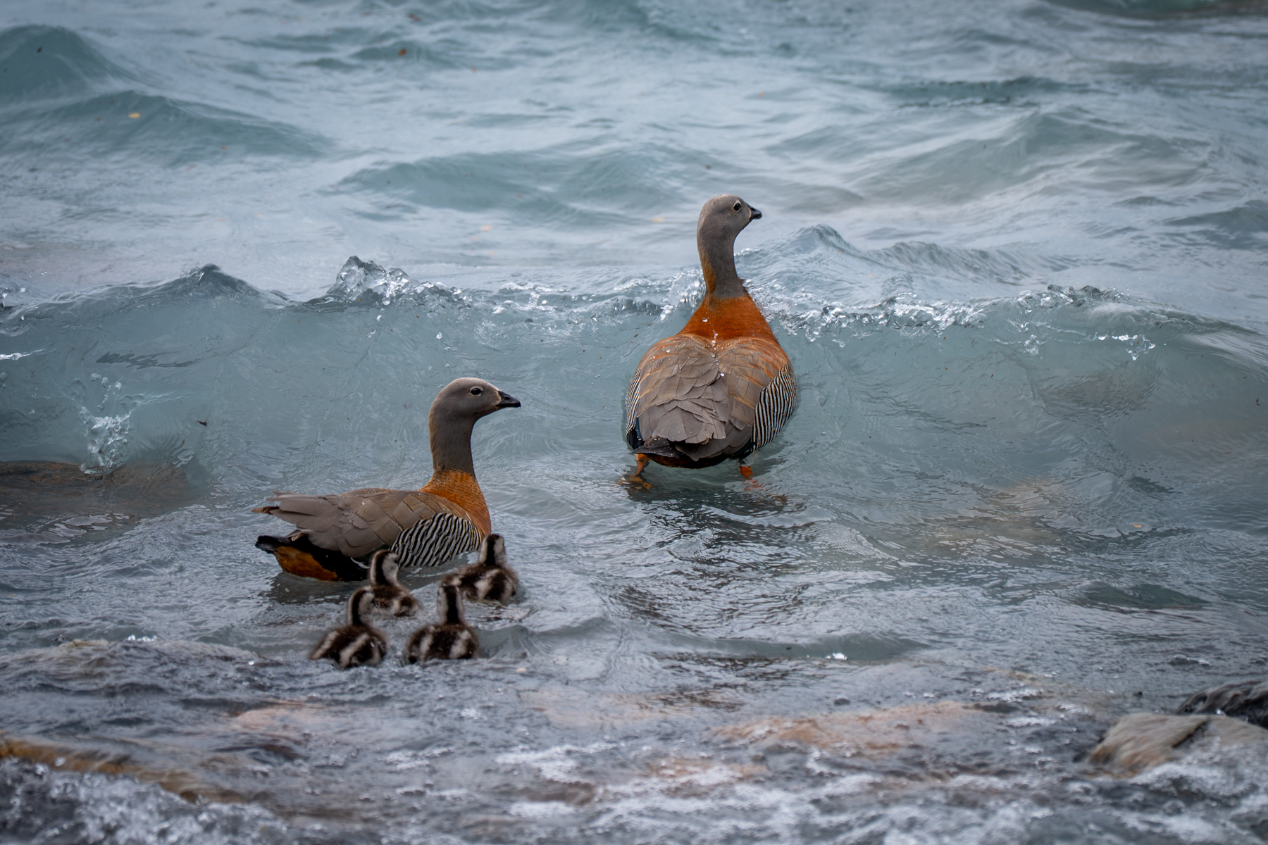 Ashy-headed Geese (image by Paul McLelland)