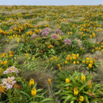 Auckland Island Megaherbs (image by Nik Borrow)