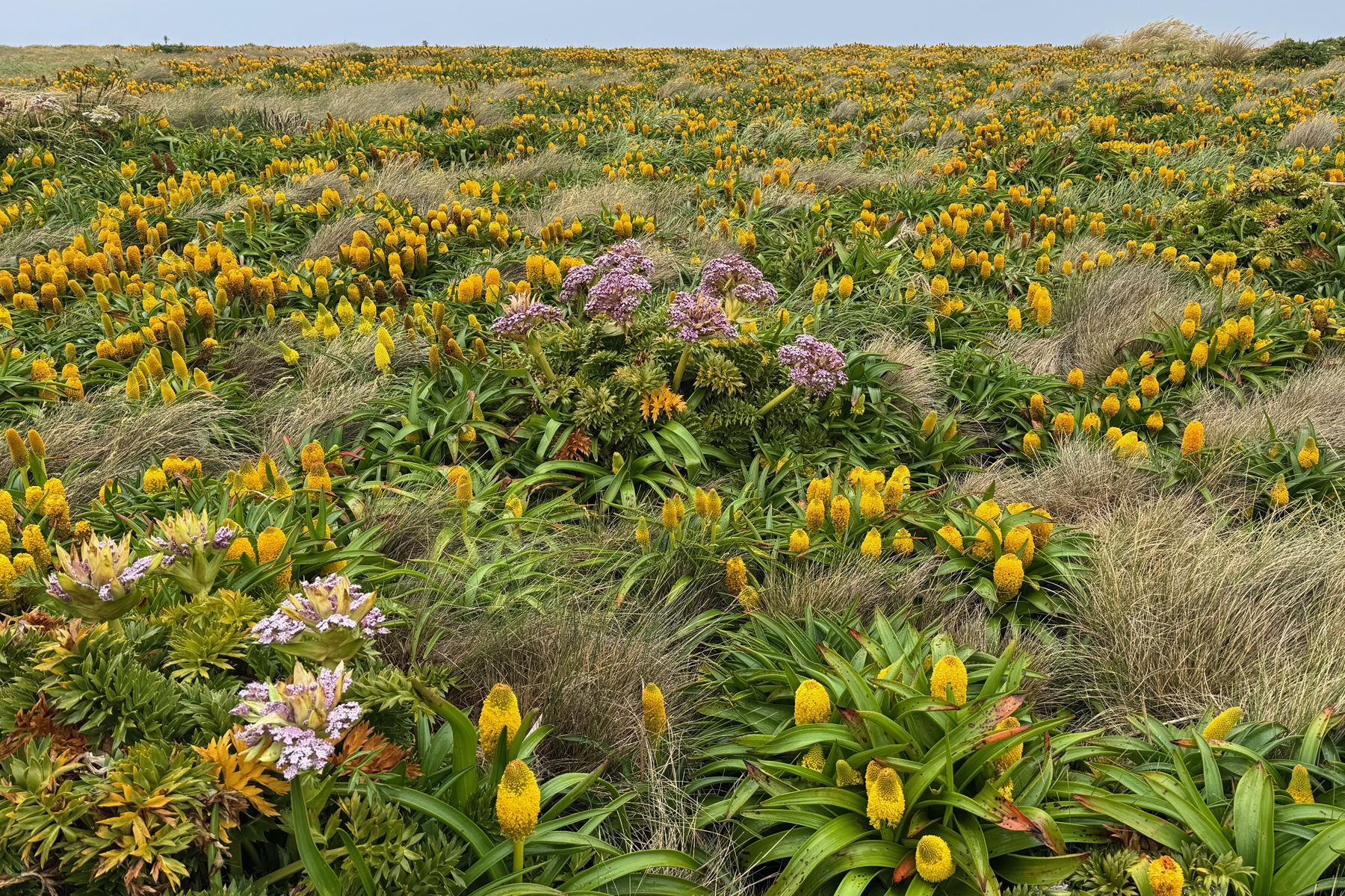 Auckland Island Megaherbs (image by Nik Borrow)