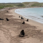 Auckland Island (image by Nik Borrow)