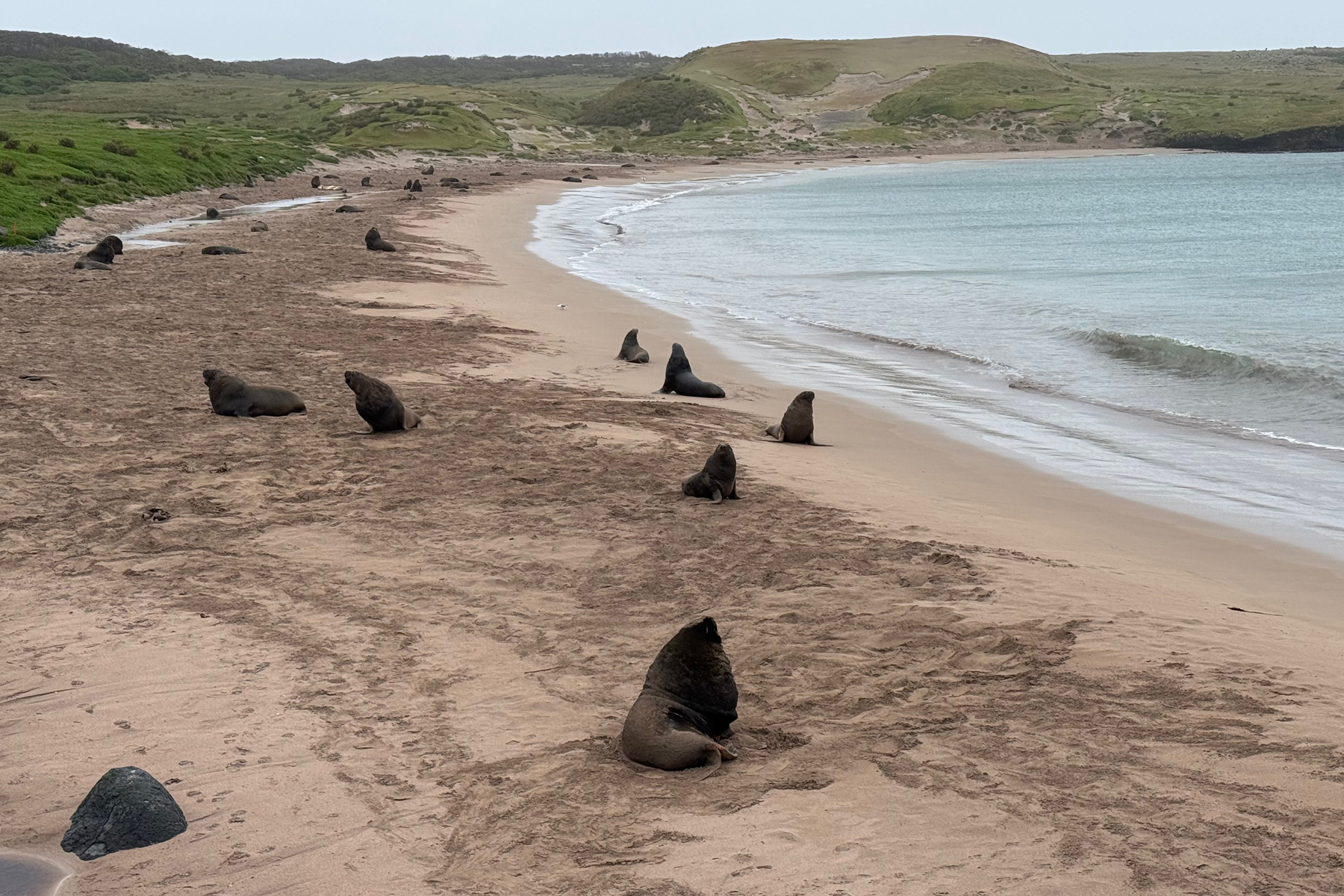 Auckland Island (image by Nik Borrow)