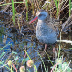 Austral Rail (image by Mark Pearman)