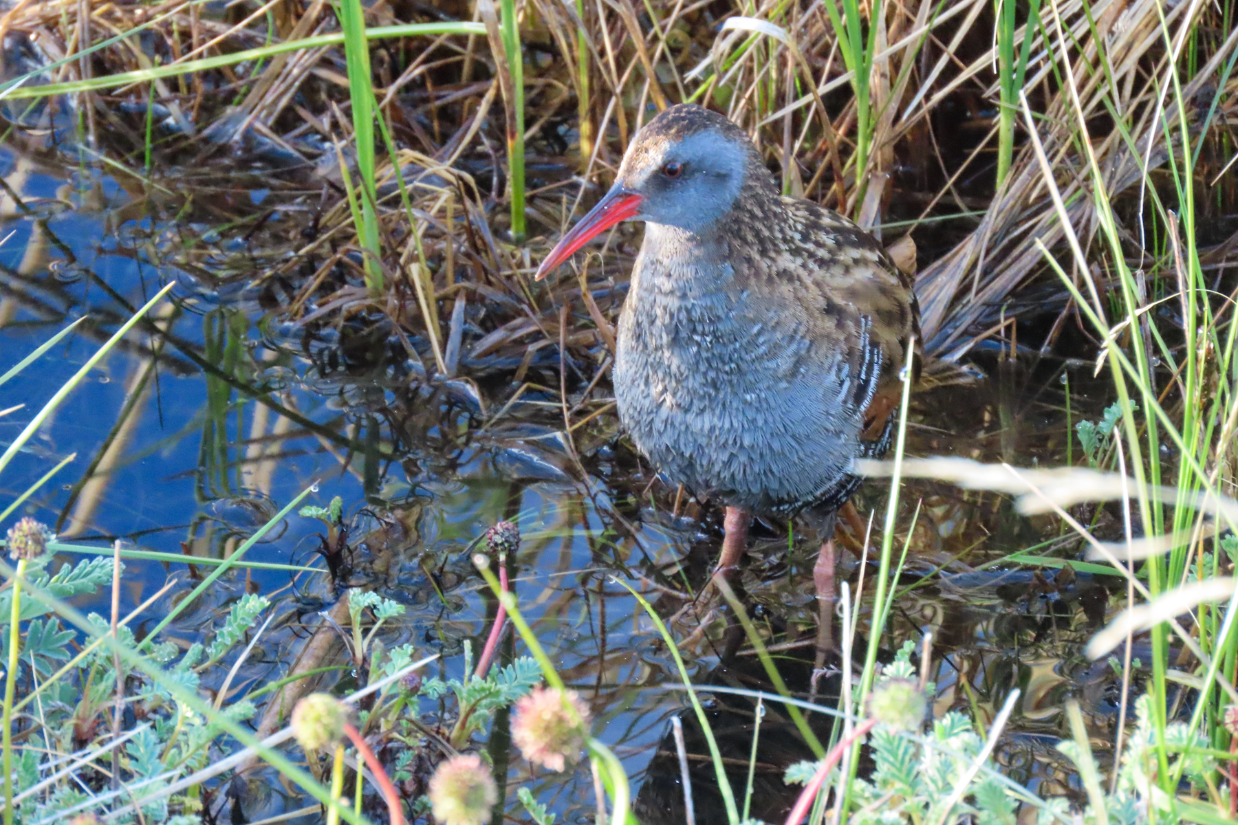Austral Rail (image by Mark Pearman)