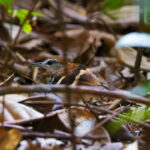Banded Antbird (image by Leo Garrigues)