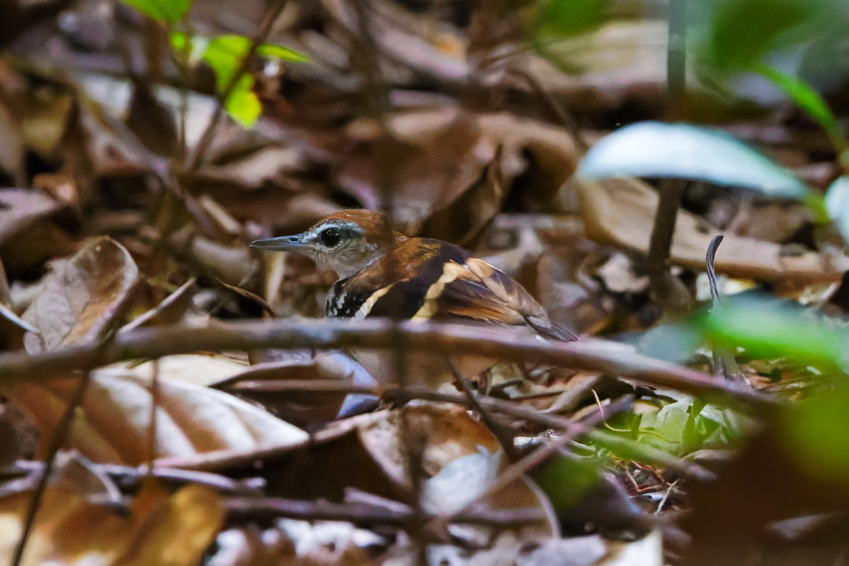 Banded Antbird (image by Leo Garrigues)