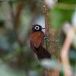Bare-eyed Antbird (image by Leo Garrigues)