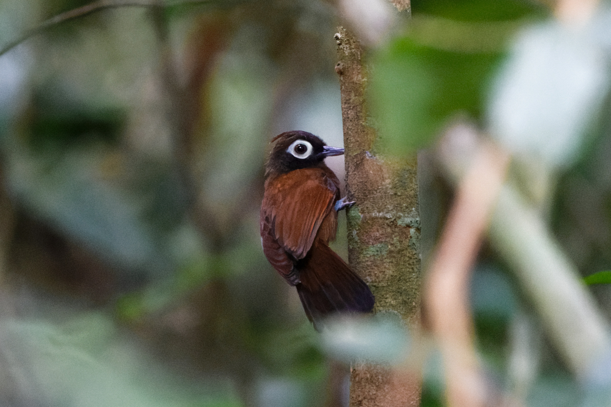 Bare-eyed Antbird (image by Leo Garrigues)