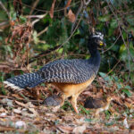 Bare-faced Curassows (image by Leo Garrigues)