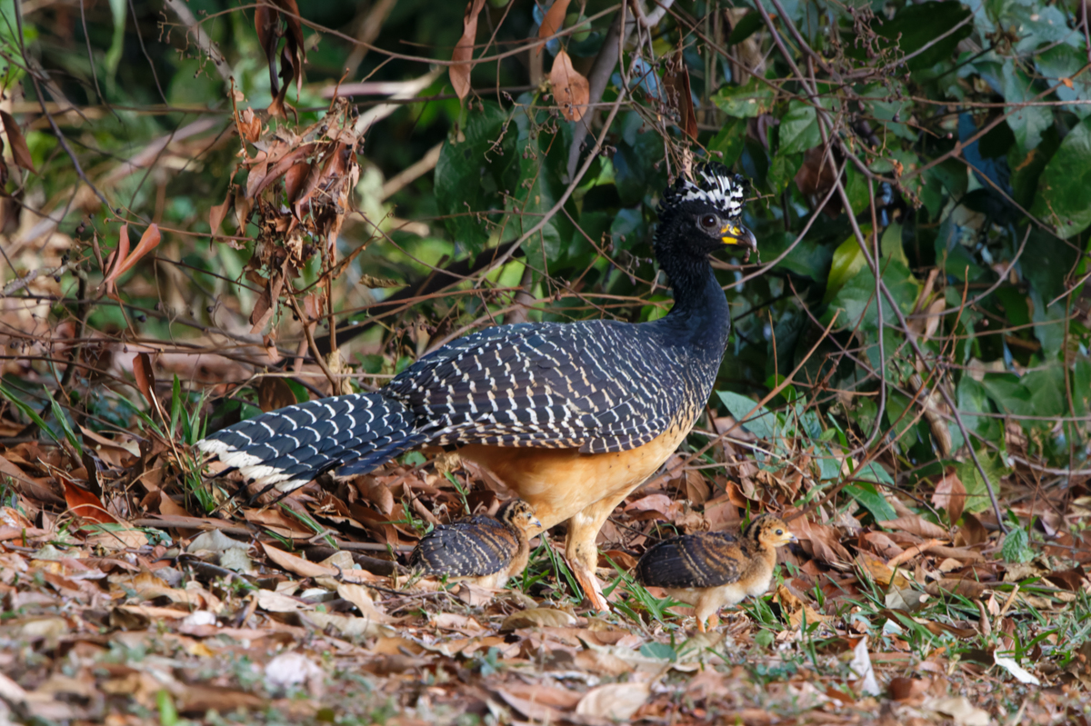 Bare-faced Curassows (image by Leo Garrigues)
