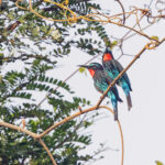 Black Bee-eaters (image by Pete Morris)