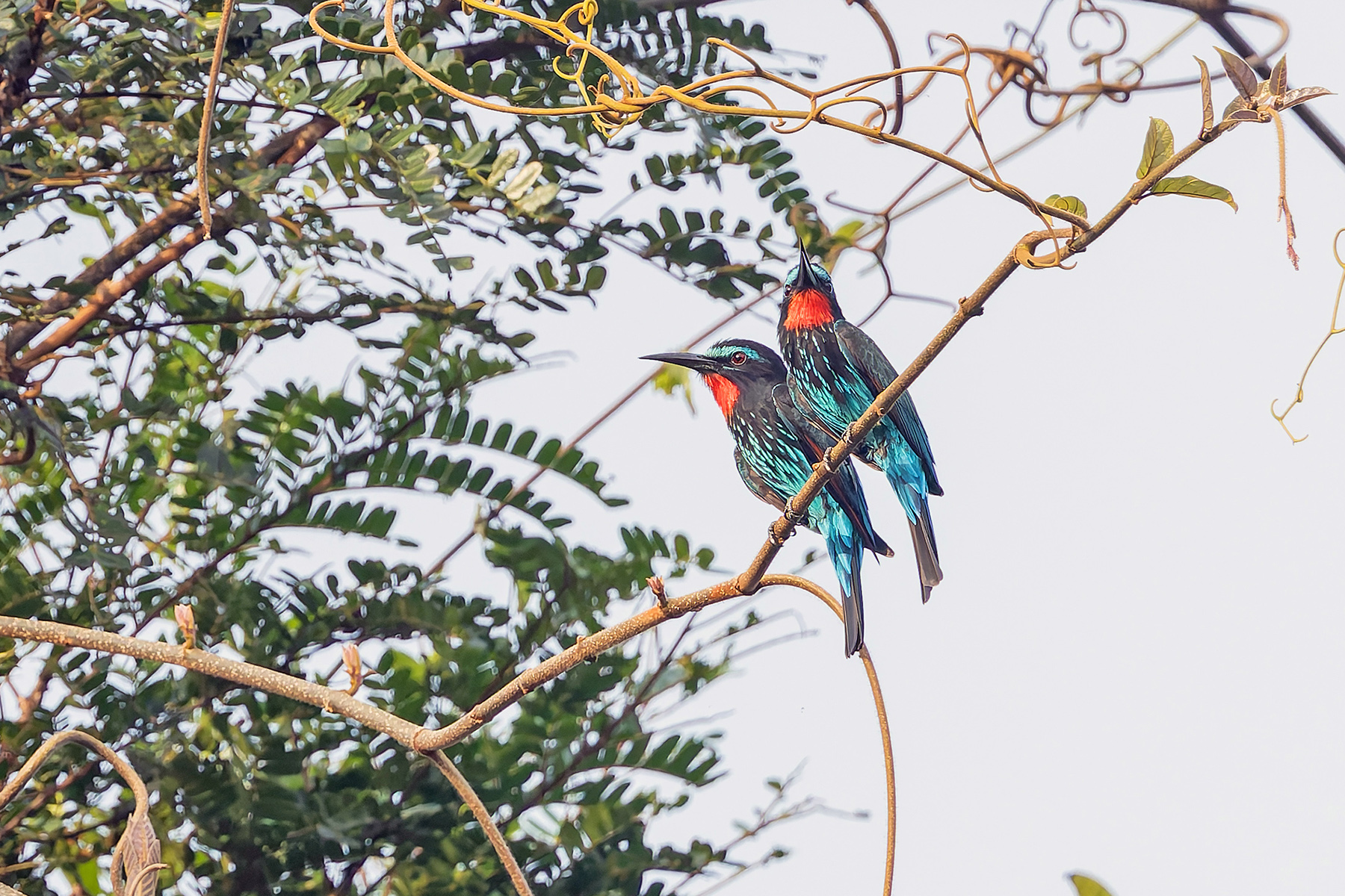 Black Bee-eaters (image by Pete Morris)