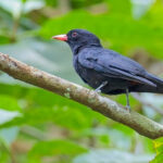 Black Oriole (image by Andre Ambrose D'Penha)