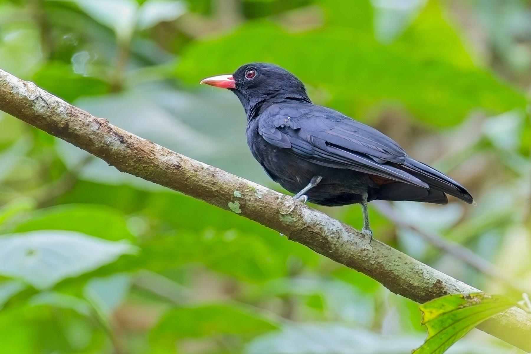Black Oriole (image by Andre Ambrose D'Penha)