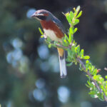 Black-and-chestnut Warbling Finch (image by Mark Pearman)