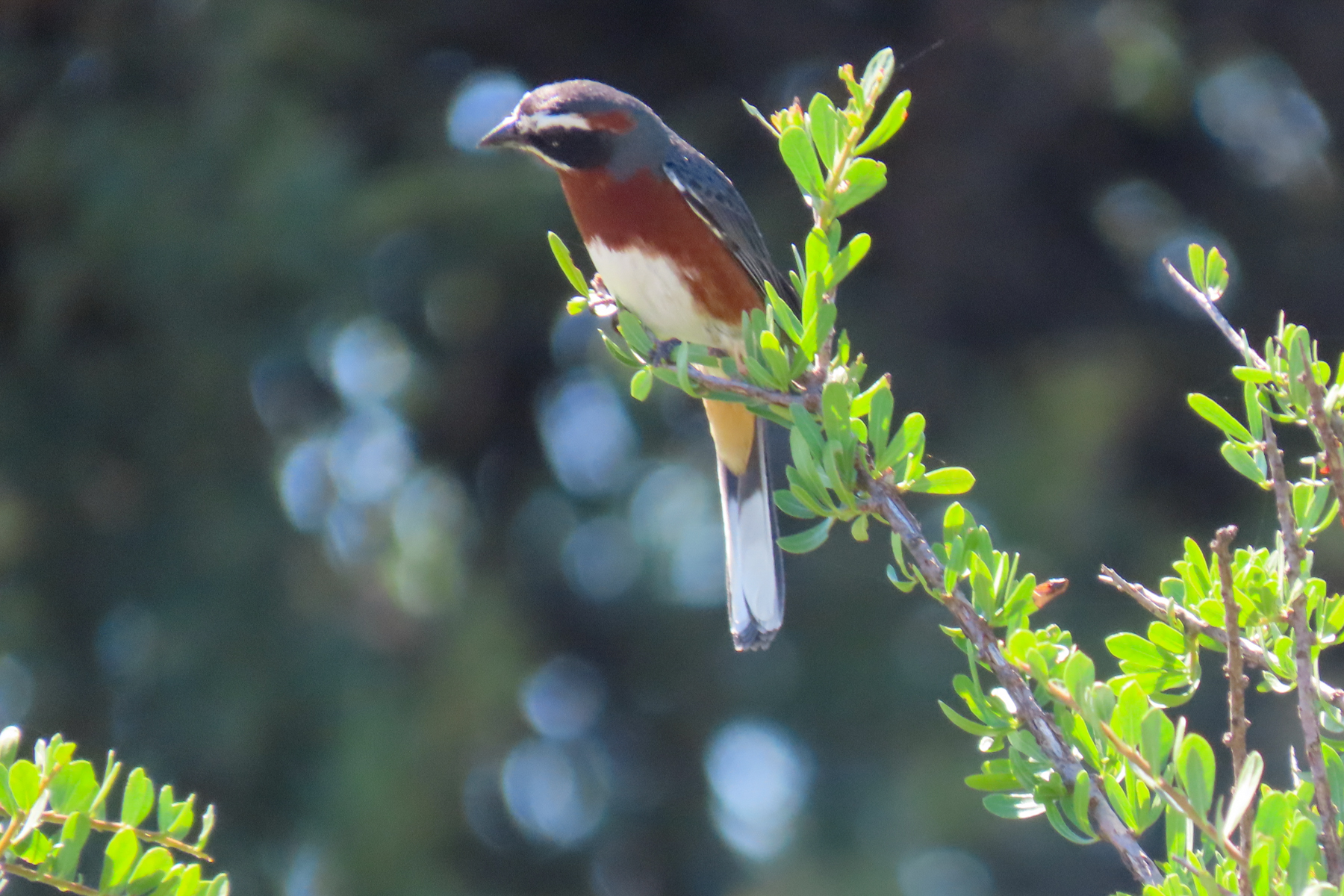 Black-and-chestnut Warbling Finch (image by Mark Pearman)