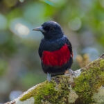 Black-and-crimson Oriole (image by Andre Ambrose D'Penha)
