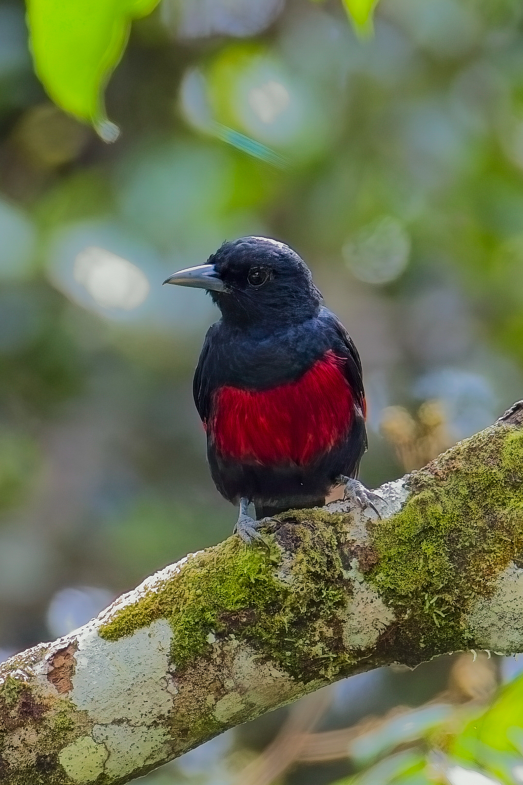 Black-and-crimson Oriole (image by Andre Ambrose D'Penha)