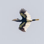 Black-and-white-casqued Hornbill (image by Pete Morris)