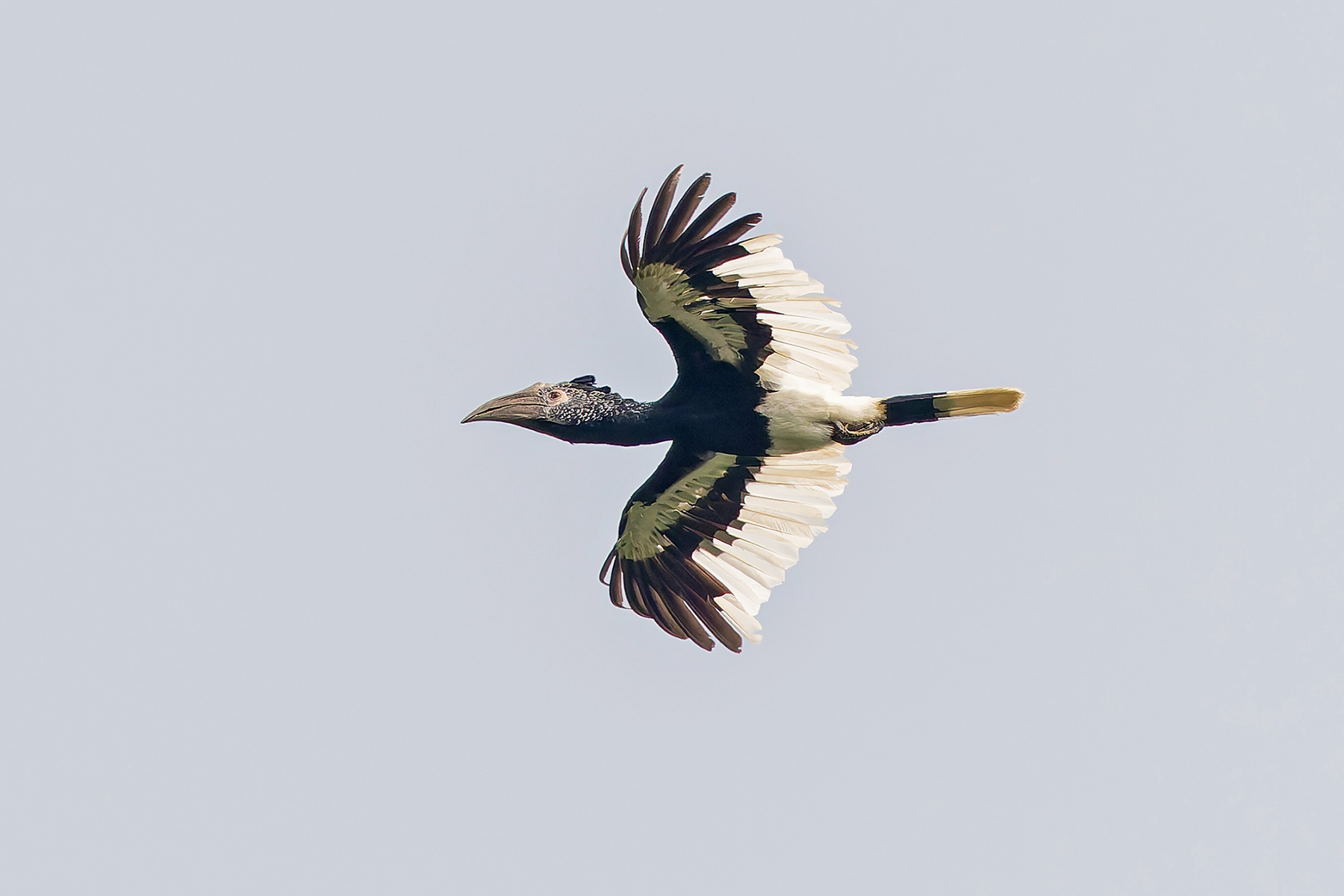Black-and-white-casqued Hornbill (image by Pete Morris)