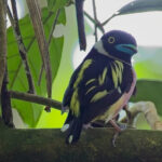 Black-and-yellow Broadbill (image by Andre Ambrose D'Penha)