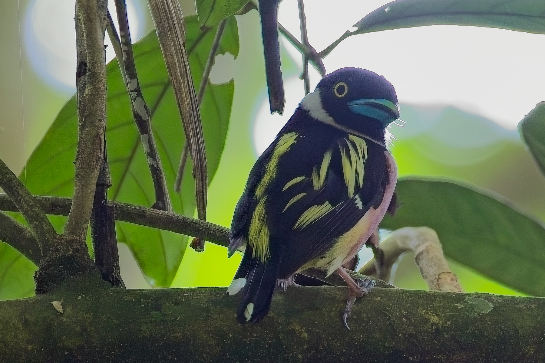 Black-and-yellow Broadbill (image by Andre Ambrose D'Penha)