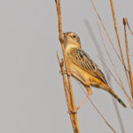 Black-backed Cisticola (image by Pete Morris)