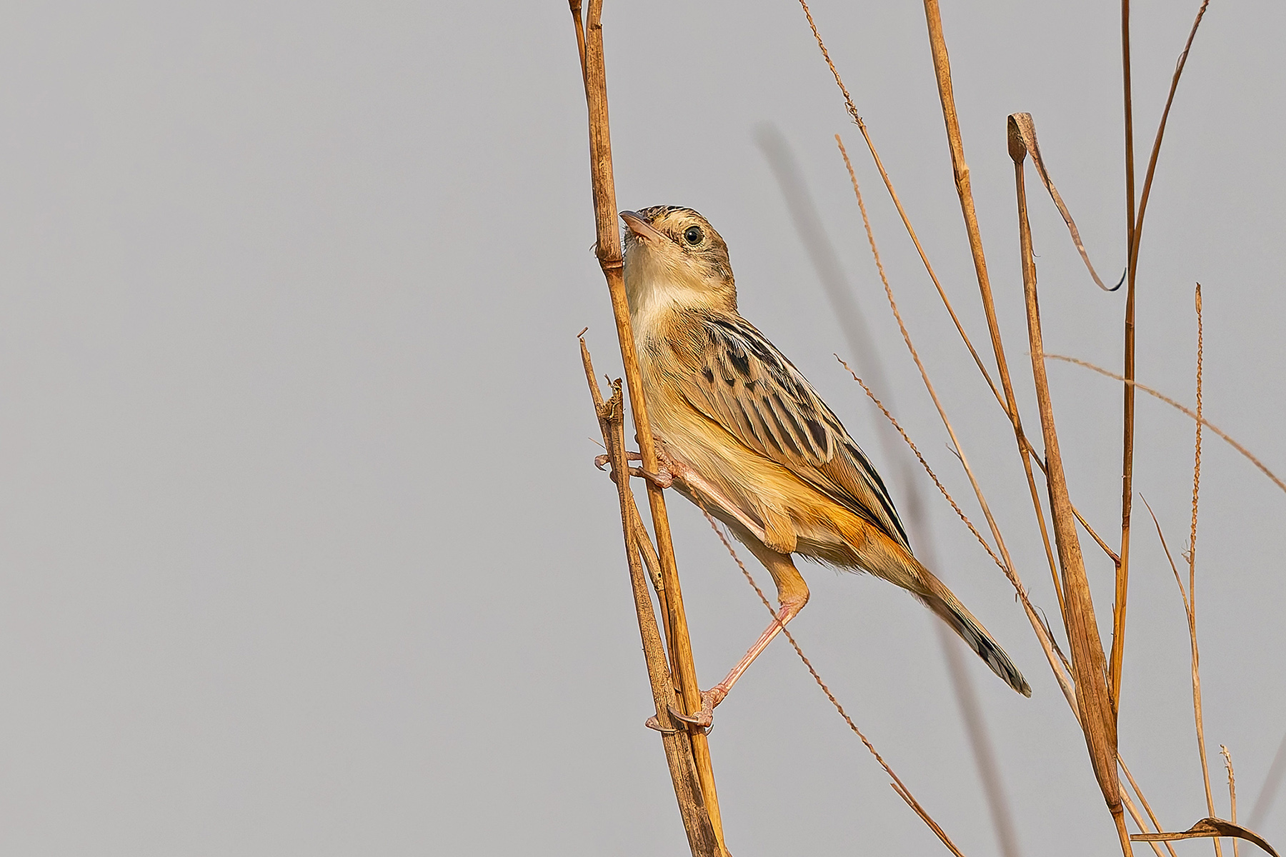 Black-backed Cisticola (image by Pete Morris)
