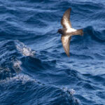 Black-bellied Storm Petrel (image by Nik Borrow)