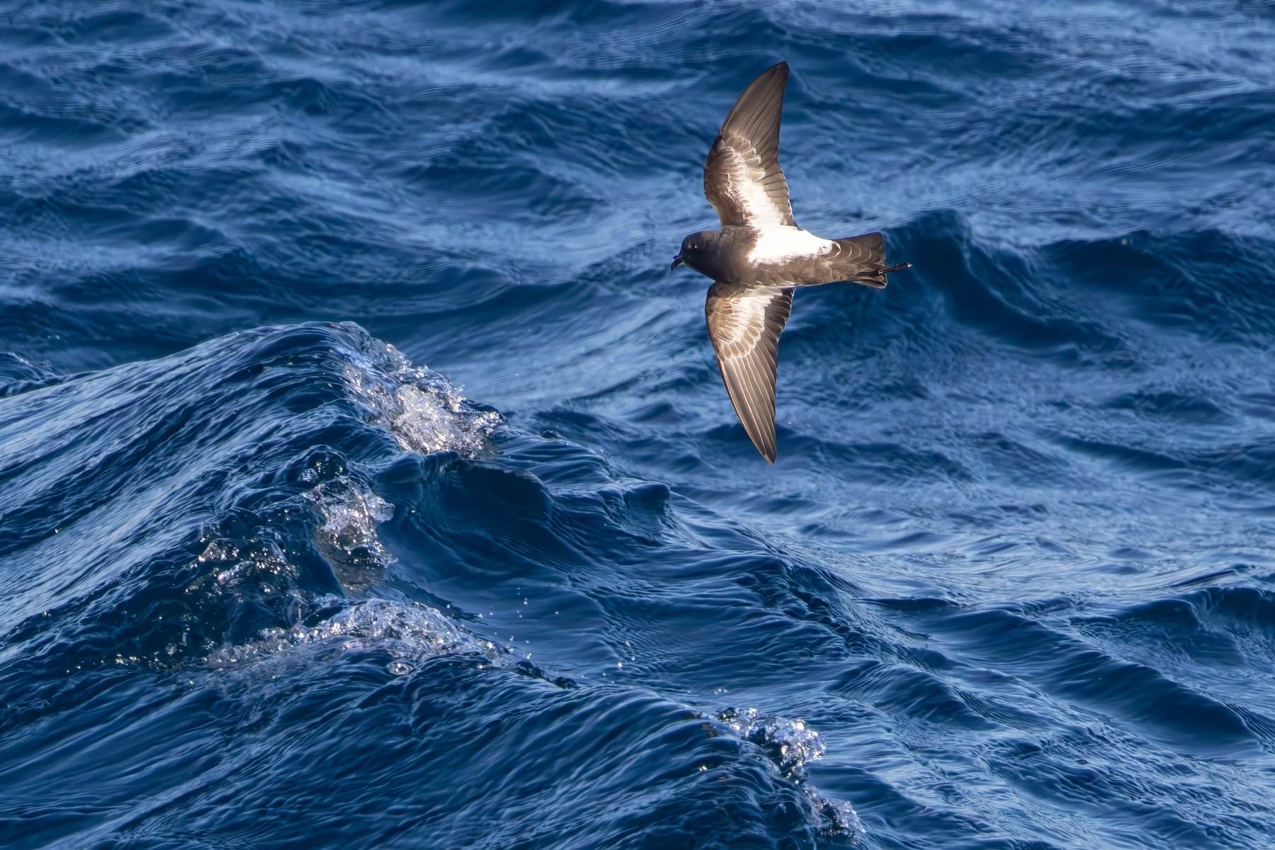 Black-bellied Storm Petrel (image by Nik Borrow)